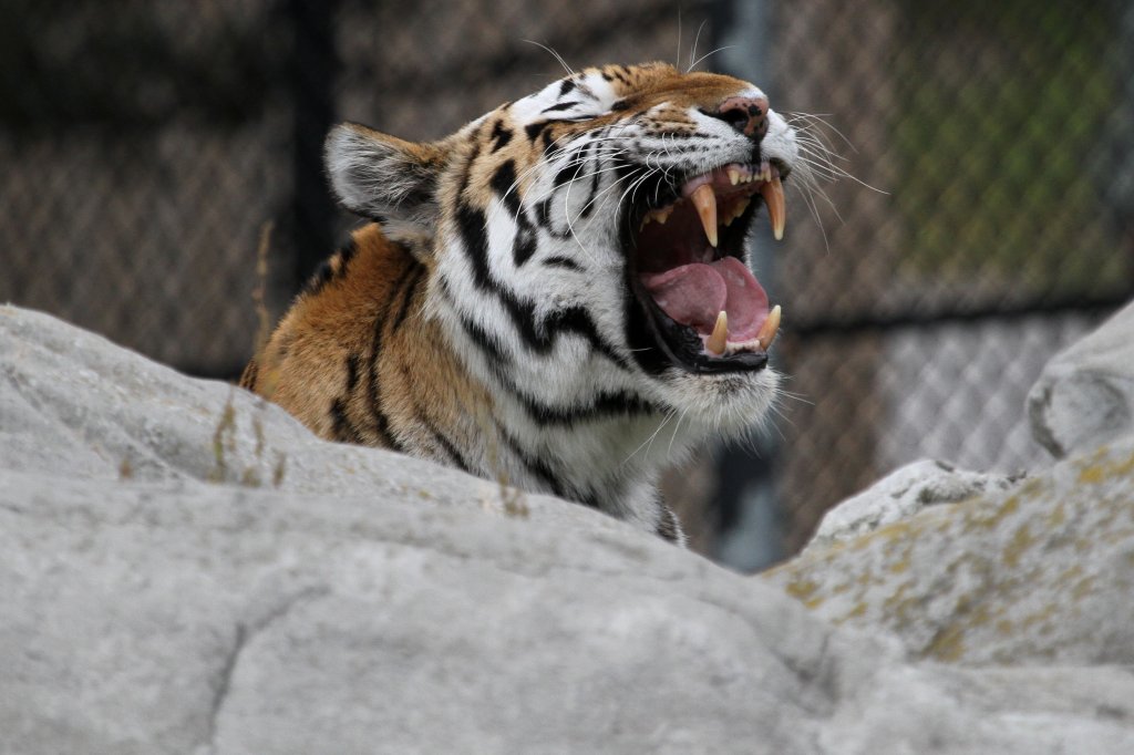 Ghnender Sibirische Tiger (Panthera tigris altaica) am 25.9.2010 im Toronto Zoo.