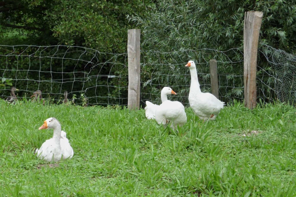 Gnse im Niederrheinischen Freilichtmuseum Grefrath (28.8.11)