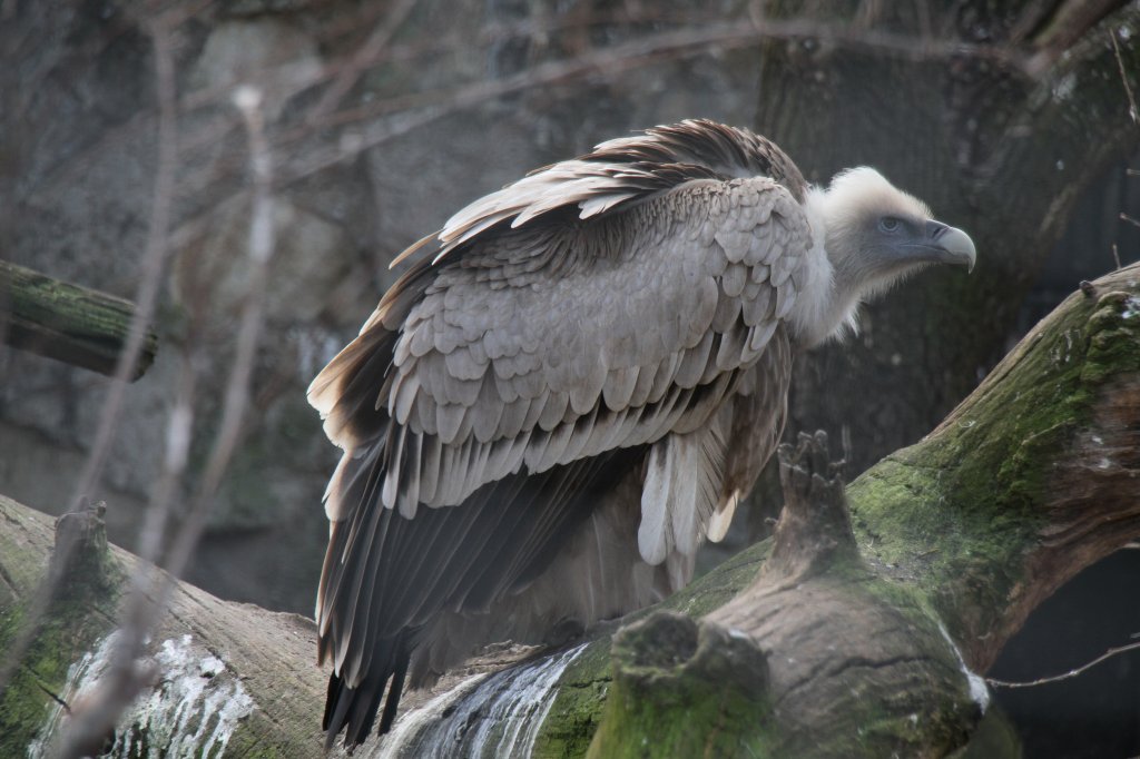 Gnsegeier (Gyps fulvus) am 10.3.2010 im Zoo Berlin
