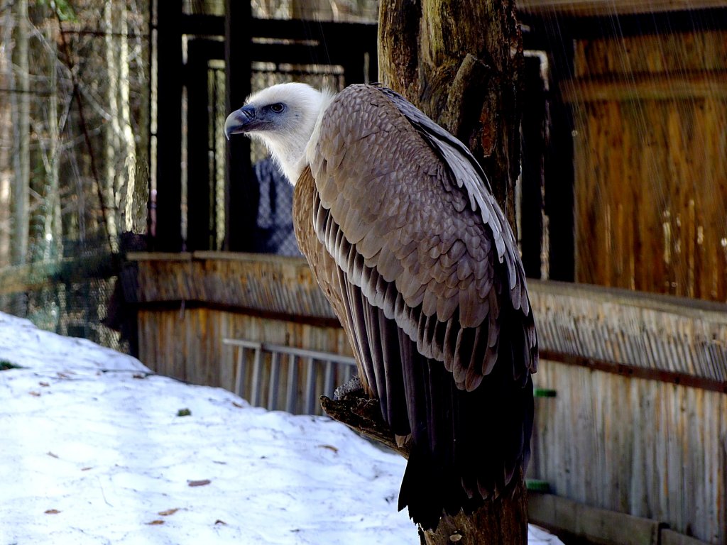 Gnsegeier (Gyps fulvus) hat im Wildpark Lusen im Bayerischern-Wald eine kleine Beute erspht; 120328