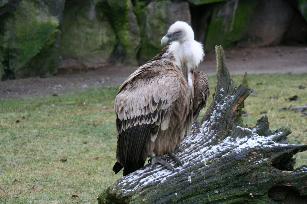 Gnsegeier (Gypus fulvus) auf Baumwurzel. Tierpark Berlin am 13.12.12009.