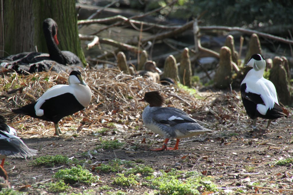 Gnsesger (Mergus merganser) und Eiderenten (Somateria mollissima) am 19.3.2010 im Zoo Basel.