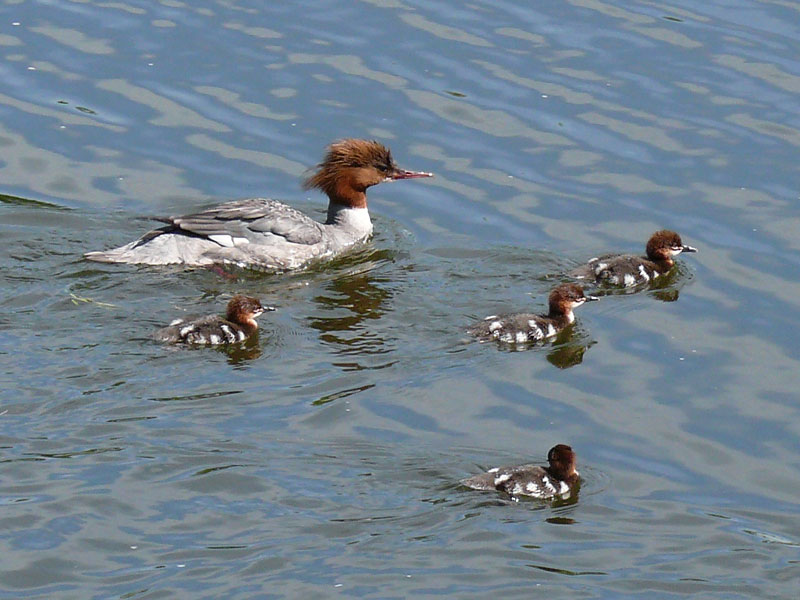 Gnsesger (Mergus merganser) -Weibchen mit vier ihrer sieben Kken auf dem Elbe-Lbeck-Kanal; 29.05.2010
