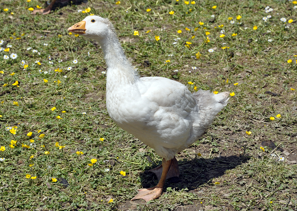 Gans auf einer Weide am Fluufer der Elz in Monreal - 28.05.2013