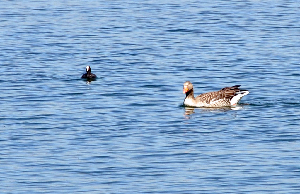 Gans und Blhuhn am Zlpicher See 17.04.2010