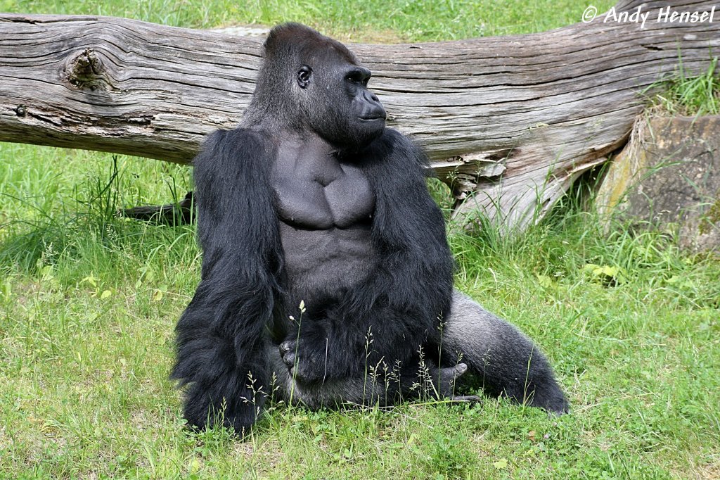 Ganz schn muskols. Westlicher Flachlandgorilla