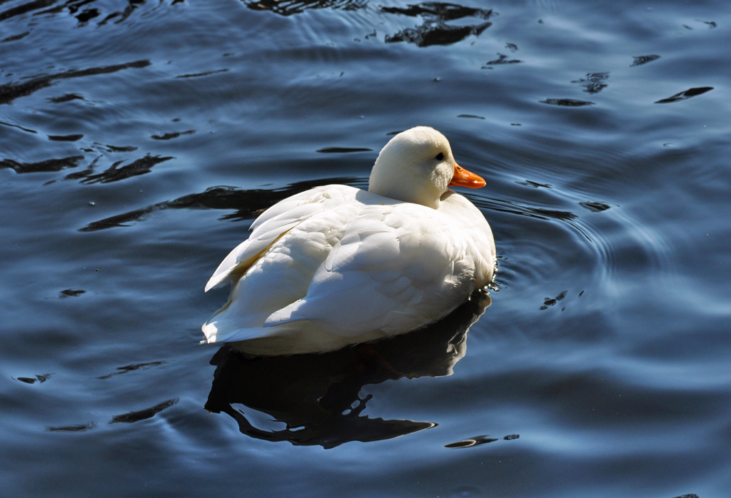 Ganz in wei -Ente in einem Teich in Euskirchen, inmitten von Stockenten - 10.11.2011