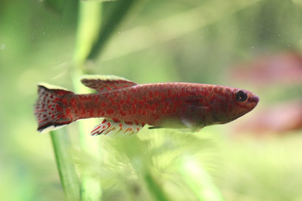 Gardners Prachtkrpfling (Fundulopanchax gardneri gardneri)
