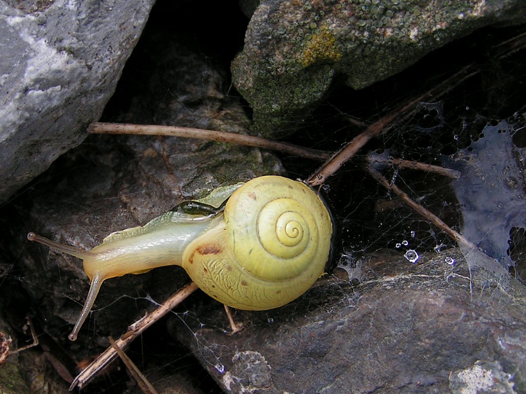 Garten-Bnderschnecke(Cepaea hortensis;reingelbe Morphe)erkundet die Umgebung eines Bahndammes;100809