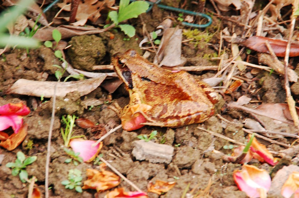 Gartenbesuch....irgend wann im Frhjahr habe ich diese nette Besucherin meines Gartens wohl bei der Siesta gestrt, worauf hin die Gute das Weite suchte.27.4.2012