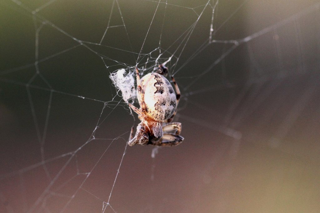 Gartenkreuzspinne (Araneus diadematus) am 28.4.2010 bei Groheringen.