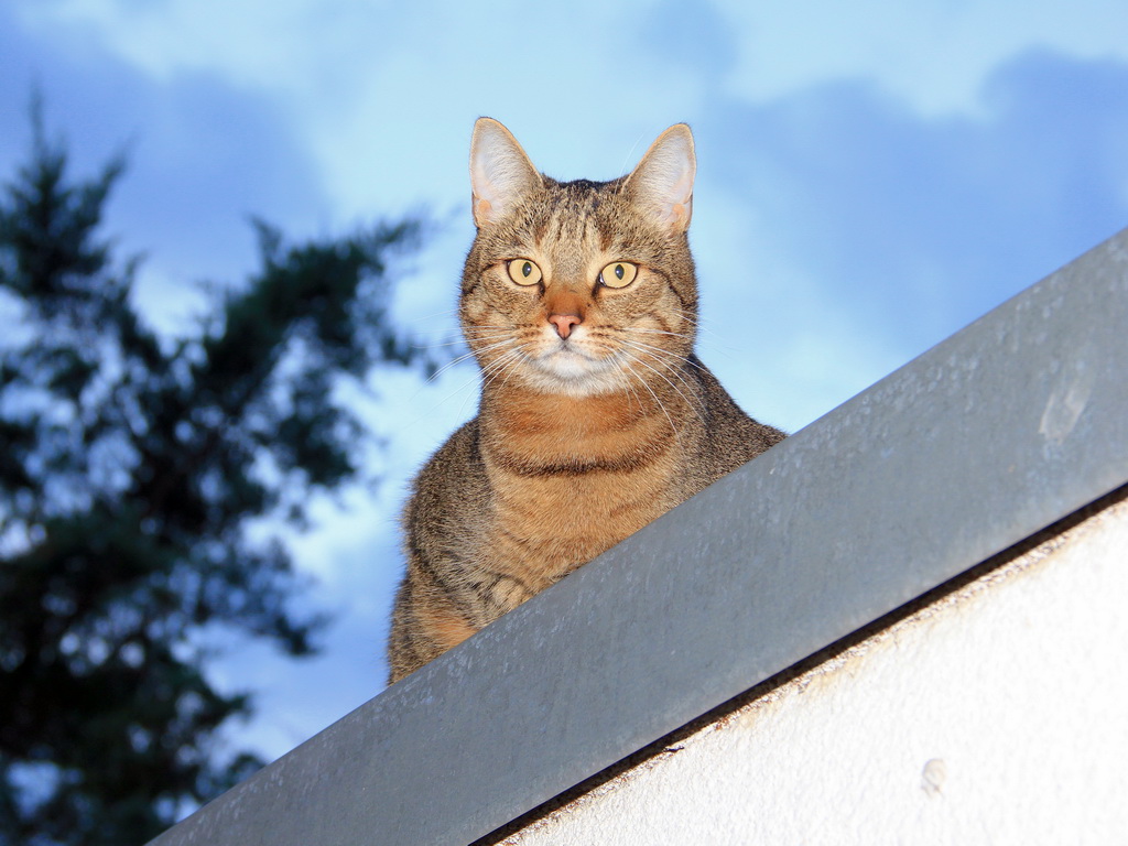 Gast auf dem Garagendach,  am Abend des 13. September 2012 besuchte uns in Berlin Rudow die Katze des Nachbarn und machte es sich auf dem Garagendach gemtlich. 