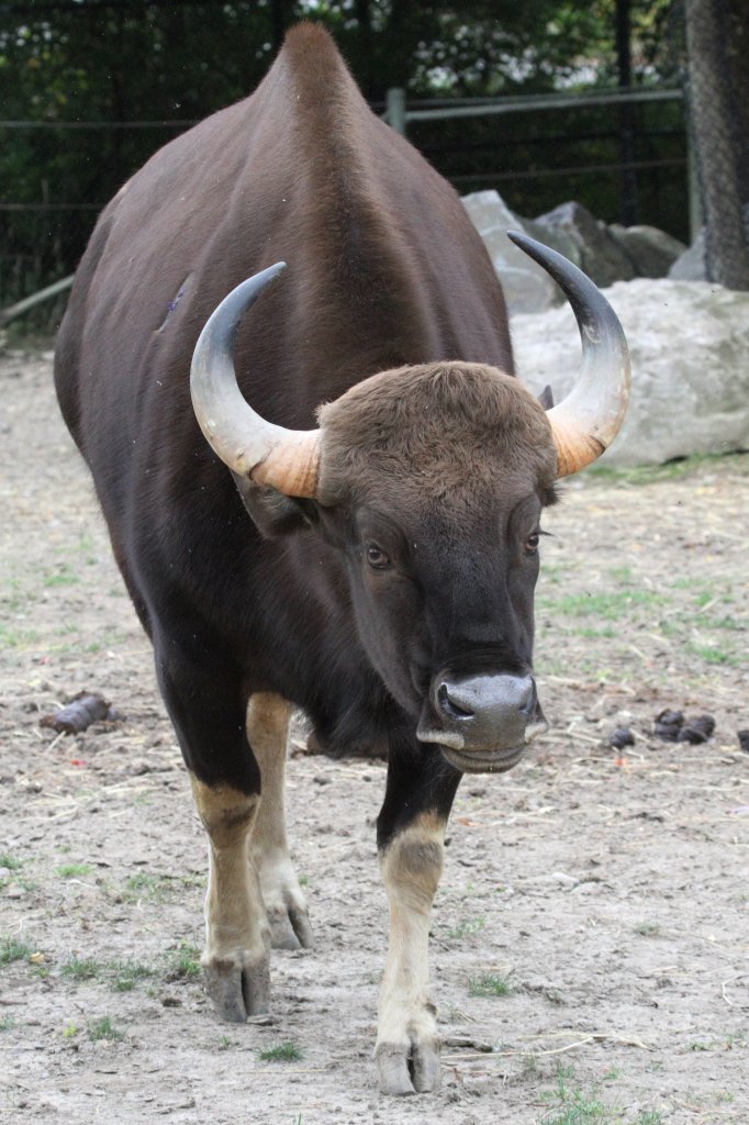 Gaur (Bos gaurus) am 25.9.2010 im Toronto Zoo. Dieses Tier scheint nicht jeden zu mgen.