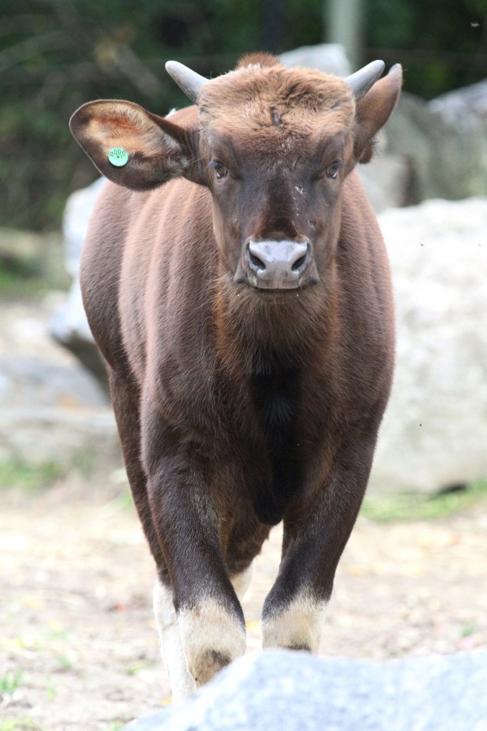 Gaur Kalb (Bos gaurus) am 25.9.2010 im Toronto Zoo.