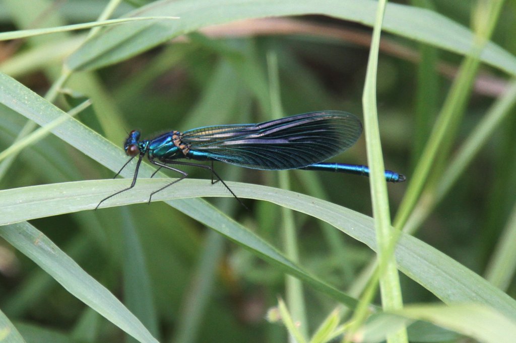 Gebnderte Prachtlibelle (Calopteryx splendens) am 23.6.2010 bei Kleinheringen.