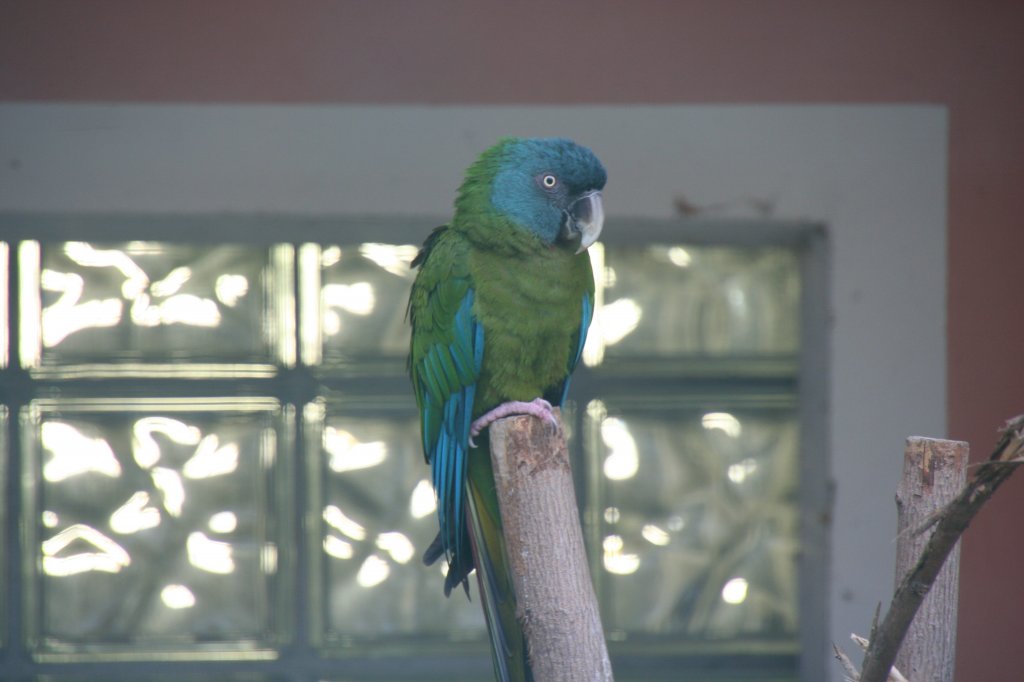 Gebirgsara auch Blaukopfara (Primolius couloni) am 13.12.2009 im Tierpark Berlin.