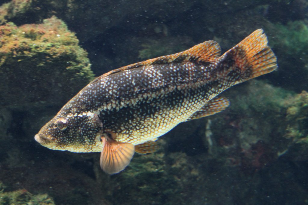 Gefleckter Lippfisch (Labrus bergylta) am 19.3.2010 im Zooaquarium Basel.