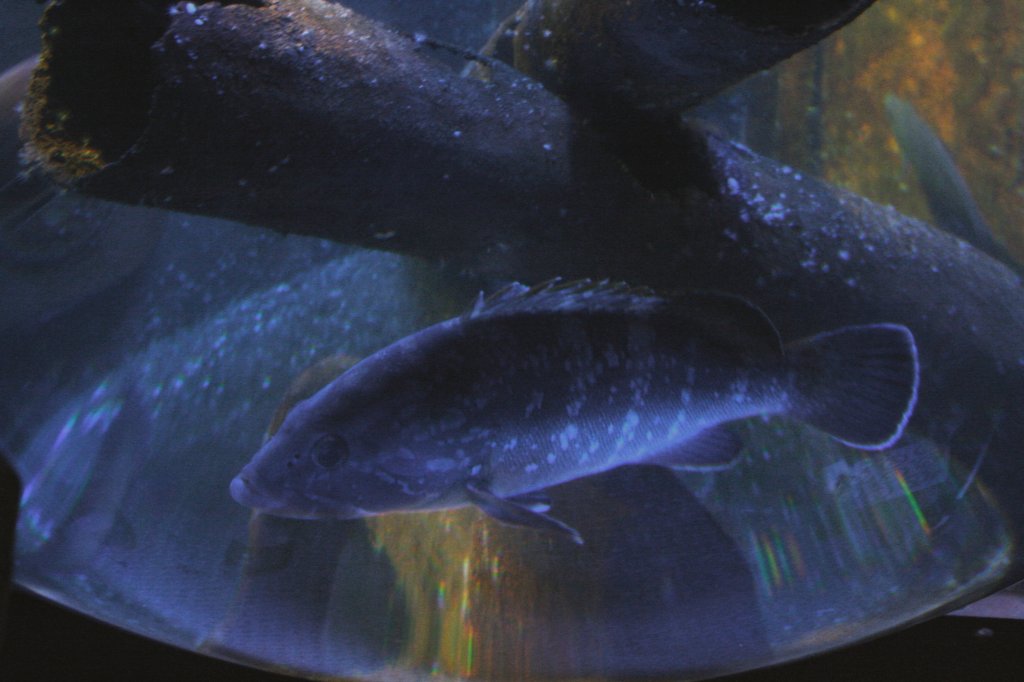 Gefleckter Lippfisch (Labrus bergylta) wirkt an einem gewlbtem Sichtfenster etwas grer. Sea Life Berlin am 10.1.2010.