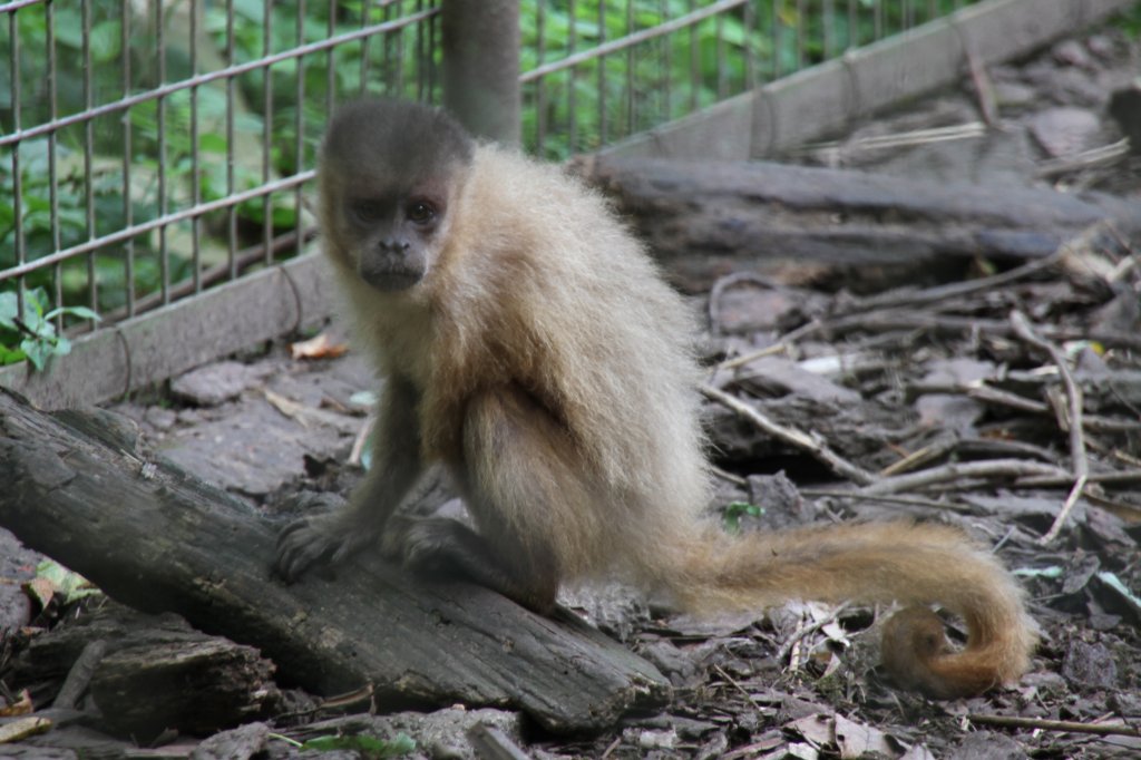 Gehaubter Kapuziner (Cebus apella) am 22.6.2010 im Leintalzoo in Schwaigern.
 
