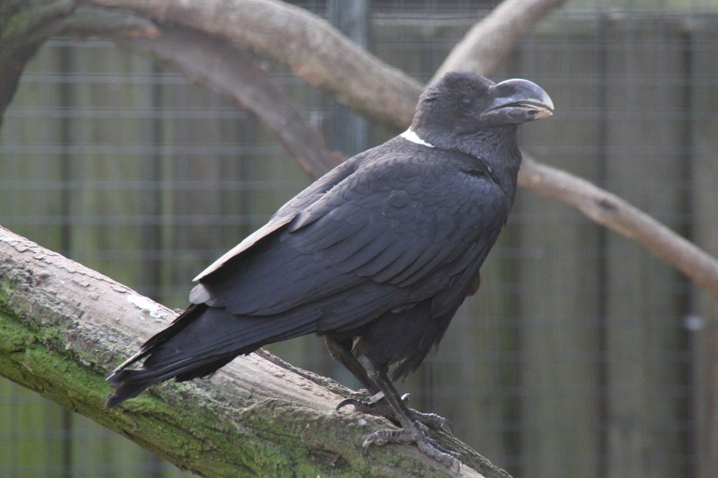 Geierrabe (Corvus albicollis) am 10.3.2010 im Zoologischen Garten Berlin.