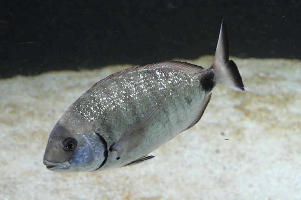 Geissbrasse (Diplodus sargus) am 19.3.2010 im Zooaquarium Basel.