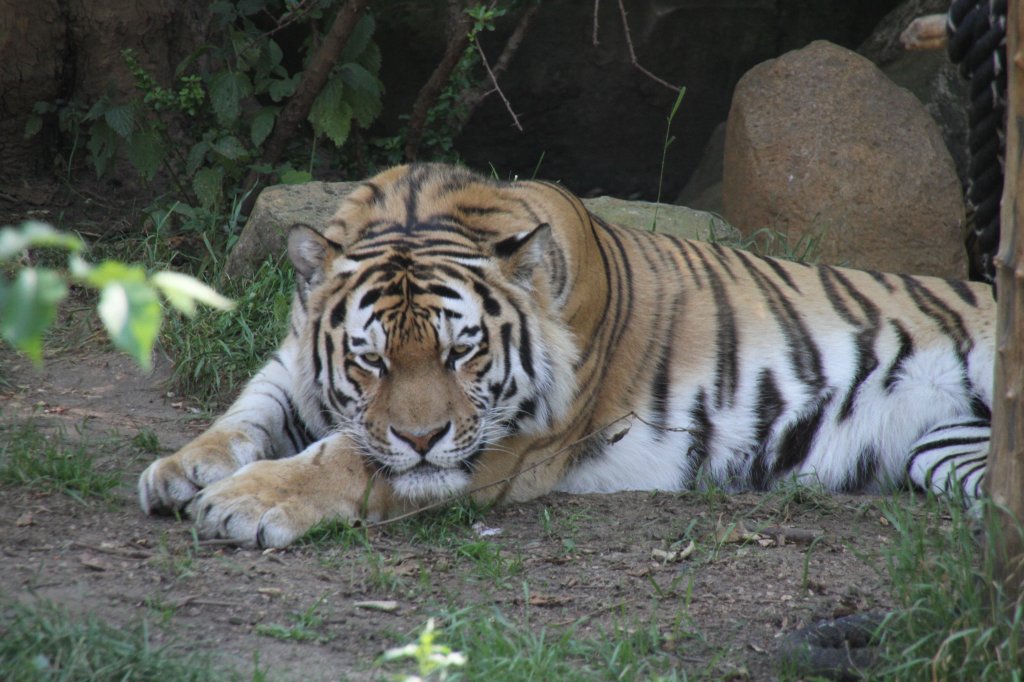 Gelangweilter Sibirischer Tiger am 27.6.2010 im Leipziger Zoo.