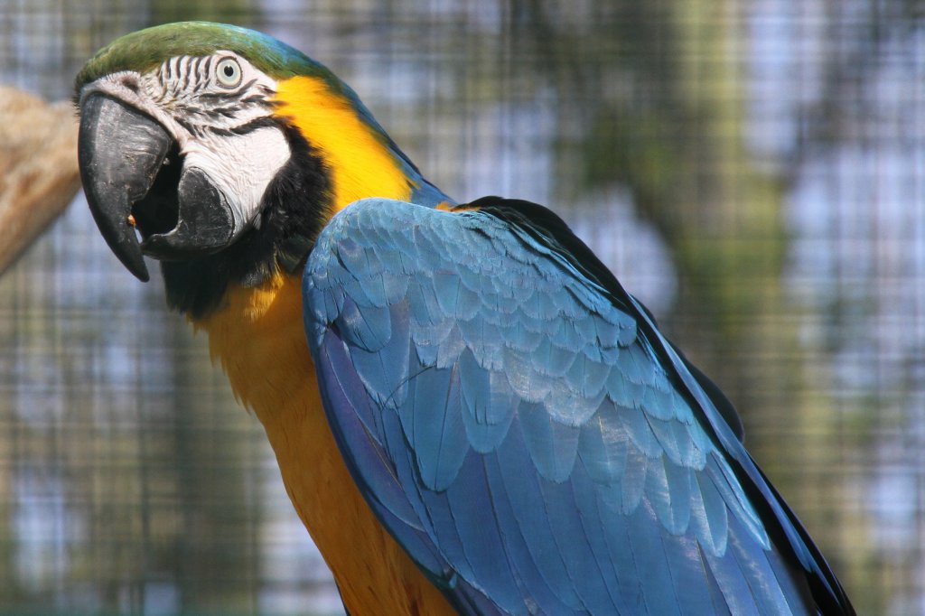 Gelbbrustara (Ara ararauna) im Tierpark Berlin.