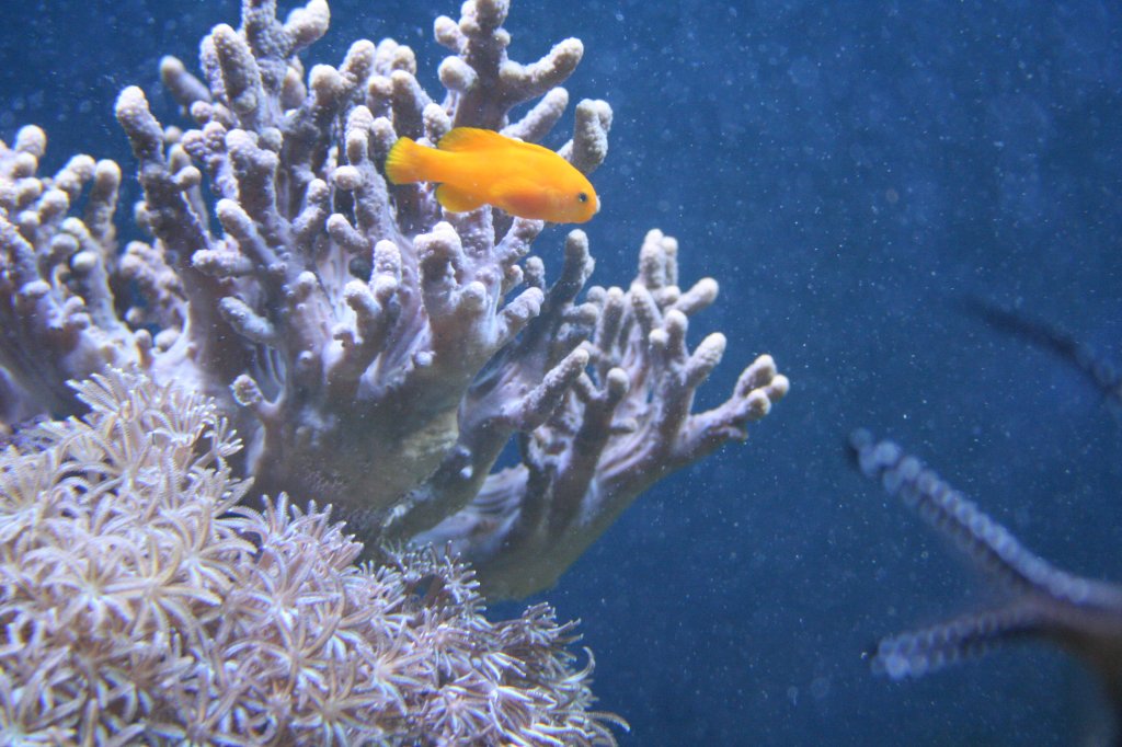 Gelbe Korallengrundel (Gobiodon Okinawae) im Aquaria Vattenmuseum im Djurgrden von Stockholm.
