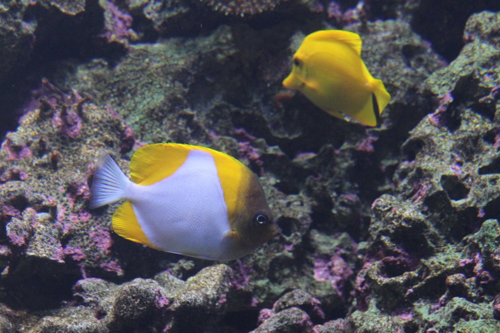 Gelber Pyramidenfalterfisch (Hemitaurichthys polylepis) am 26.6.2010 im Zooaquarium Leipzig.