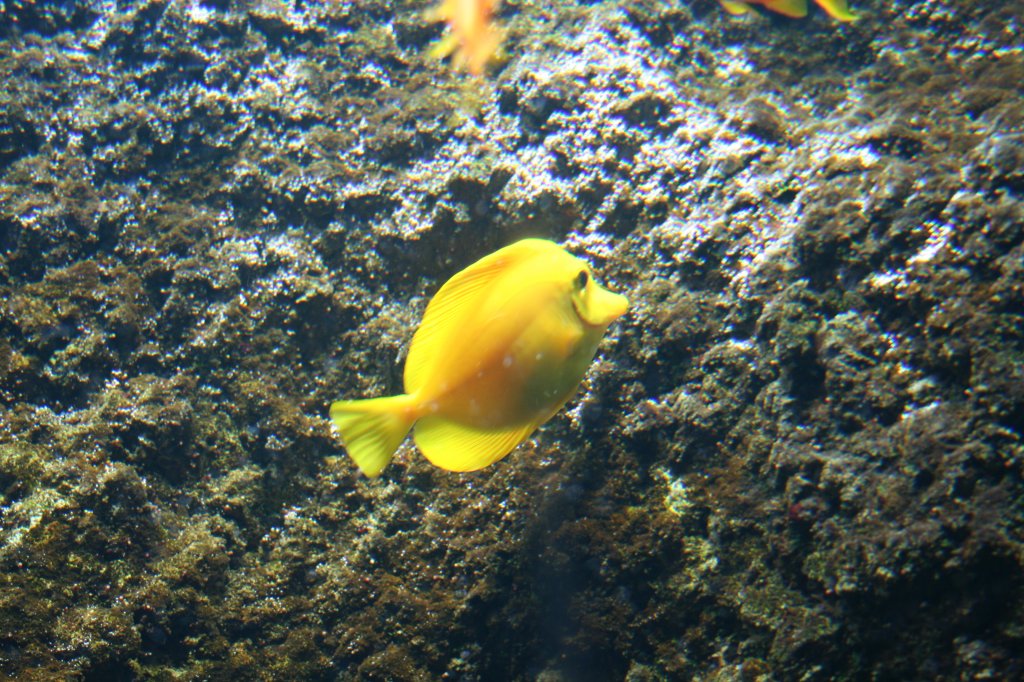 Gelber Segelflossendoktor (Zebrasoma flavescens) am 3.4.2009 im Sea-Life in Berlin.