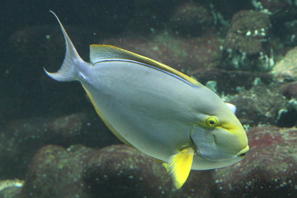 Gelbflossen-Doktorfisch (Acanthurus xanthopterus) am 19.3.2010 im Zoo Basel.
	