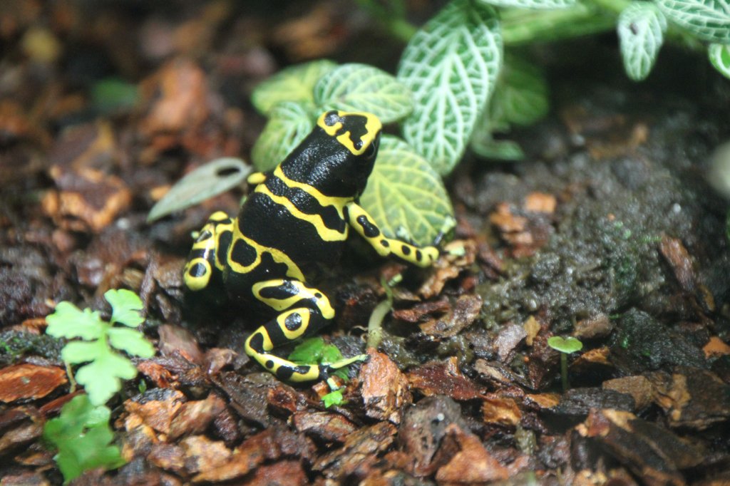 Gelbgebnderte Baumsteiger (Dendrobates leucomelas) am 12.3.2010 im Zooaquarium Berlin.