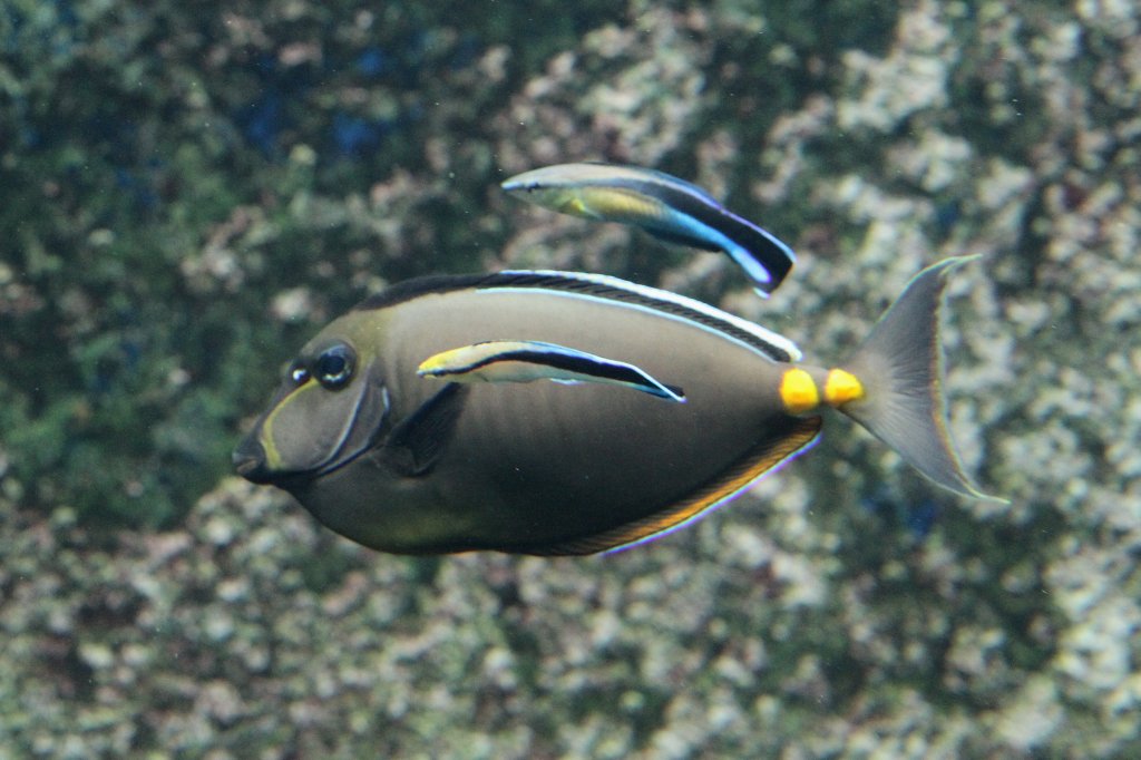 Gelbklingen-Nasendoktor (Naso lituratus) mit einer Putzerkolonne von Gewhnlichen Putzerfischen (Labroides dimidiatus) am 19.3.2010 im Zooaquarium Basel.