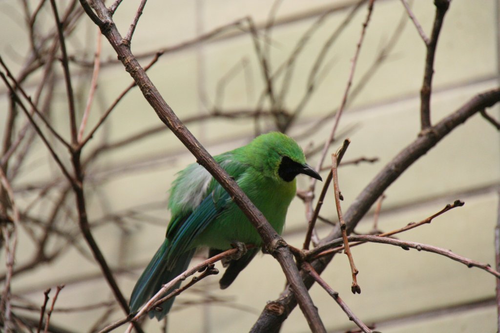 Gelbkopf-Blattvogel oder auch Blauflgel-Blattvogel (Chloropsis cochinchinensis) am 13.12.2009 im Alfred-Brehm-Haus im Tierpark Berlin.