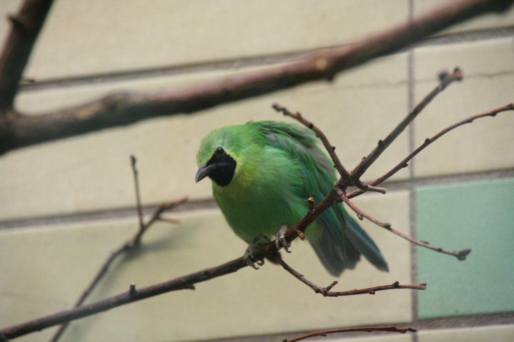 Gelbkopf-Blattvogel oder auch Blauflgel-Blattvogel (Chloropsis cochinchinensis) am 13.12.2009 im Tierpark Berlin.