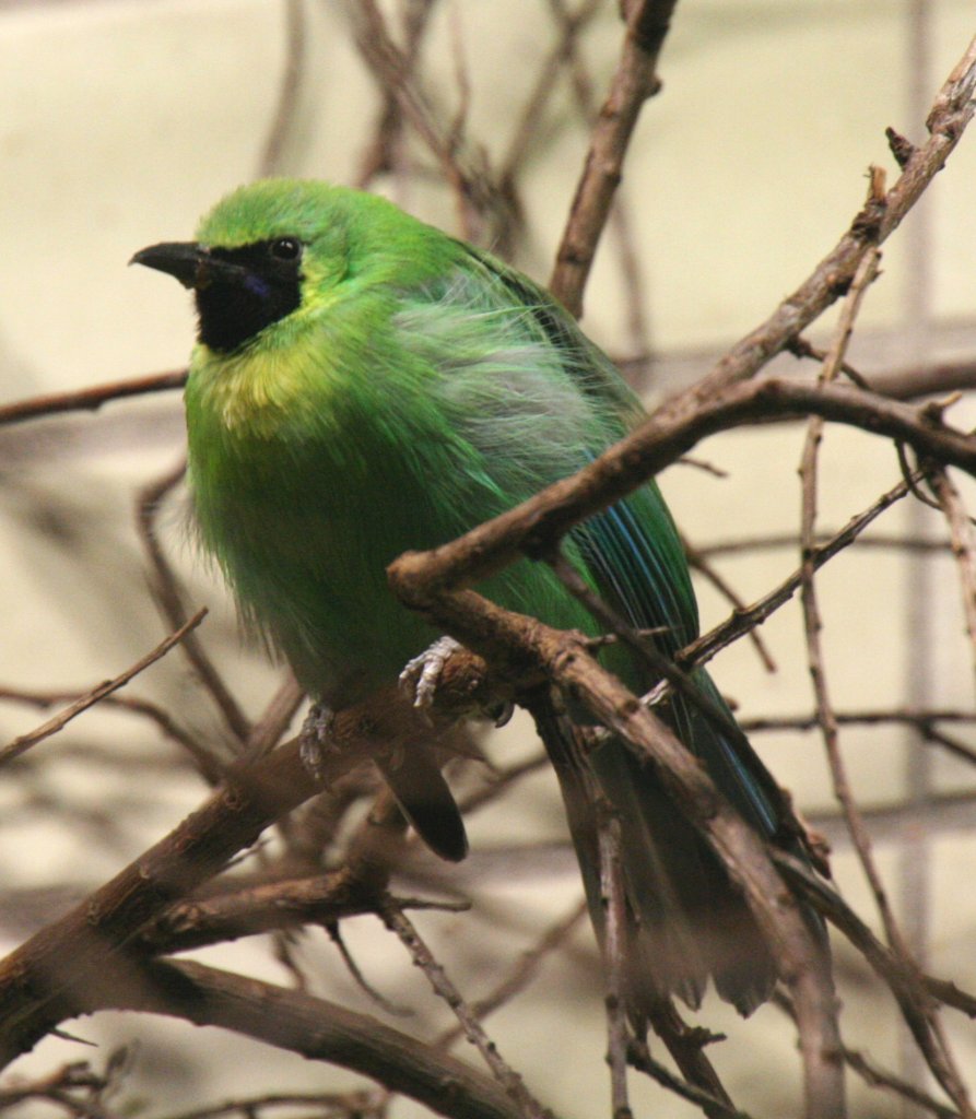 Gelbkopfblattvogel (Chloropsis cochinchinensis) am 9.1.2010 im Tierpark Berlin.