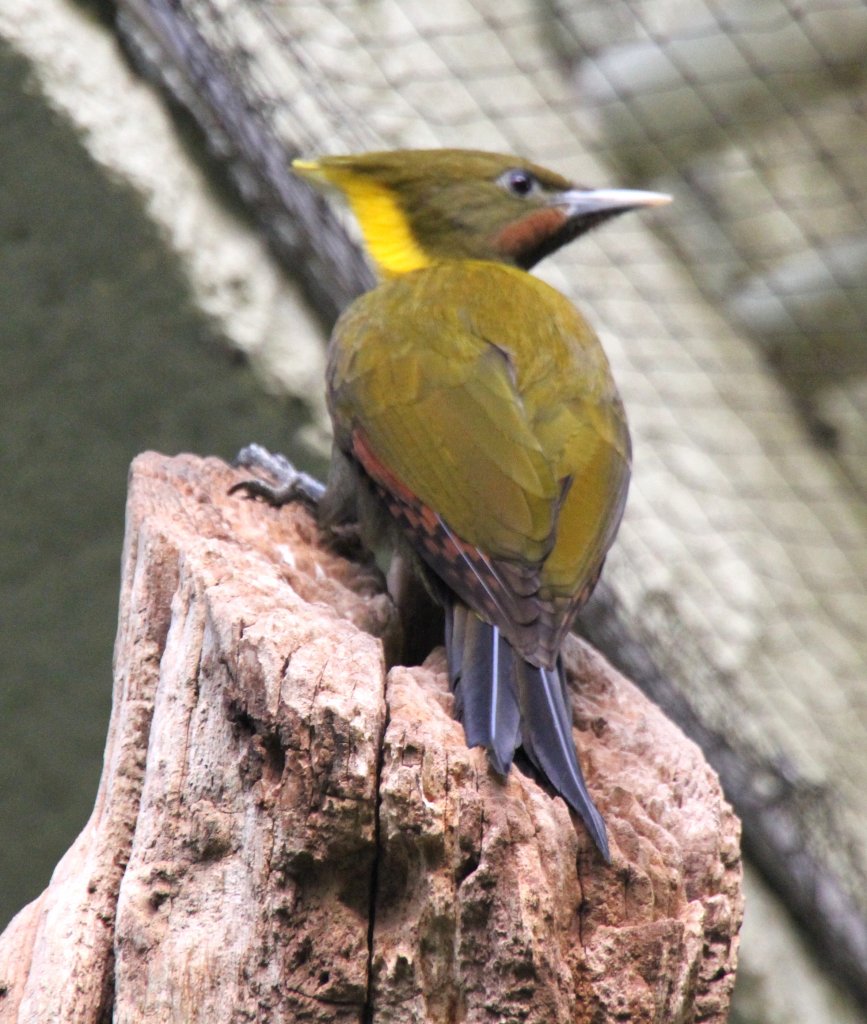 Gelbnackenspecht (Picus flavinucha) am 11.3.2010 im Zoo Berlin.