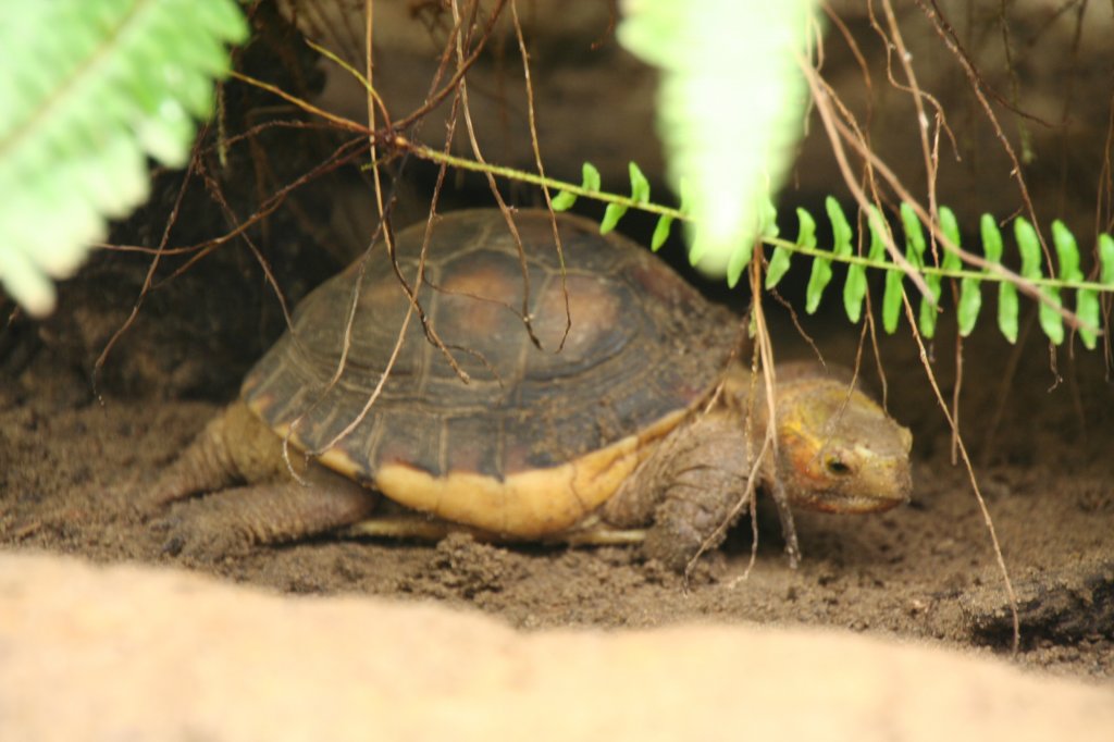 Gelbrand-Scharnierschildkrte (Cistoclemmys flavomarginata) am 9.1.2010 im Tierpark Berlin.