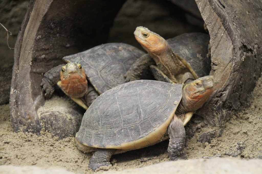 Gelbrand-Scharnierschildkrte (Cistoclemmys flavomarginata) im Tierpark Berlin.
 
