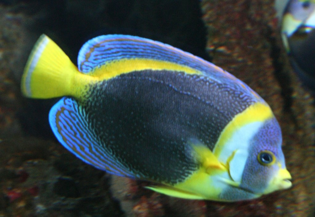 Gelbschwanz-Kaiserfisch oder Masken-Samtkaiserfisch (Chaetodontoplus meredithi) am 12.12.2009 im Zoo-Aquarium Berlin.