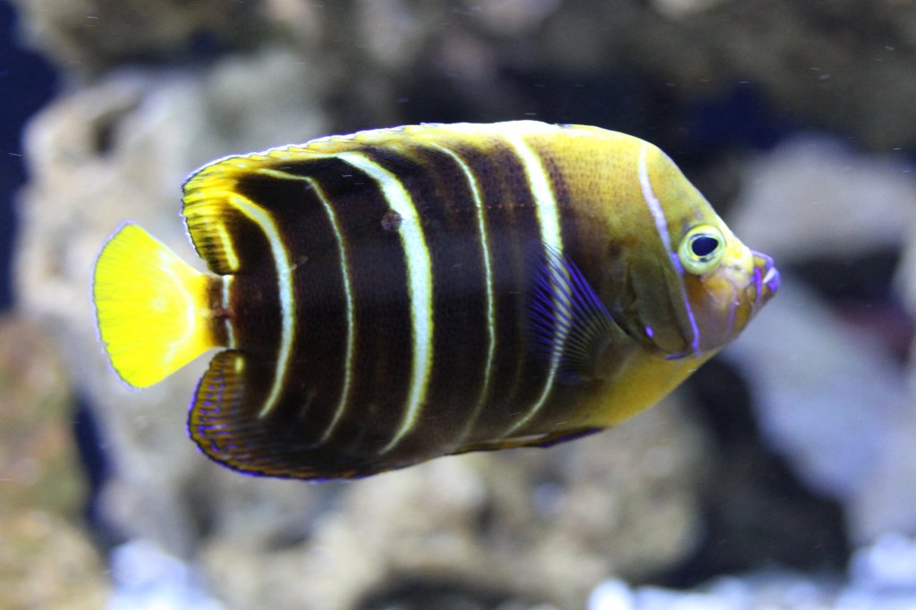 Gelbschwanz-Kaiserfisch (Pomacanthus chrysurus) am 23.4.2010 im Meeresaquarium Zella-Mehlis.