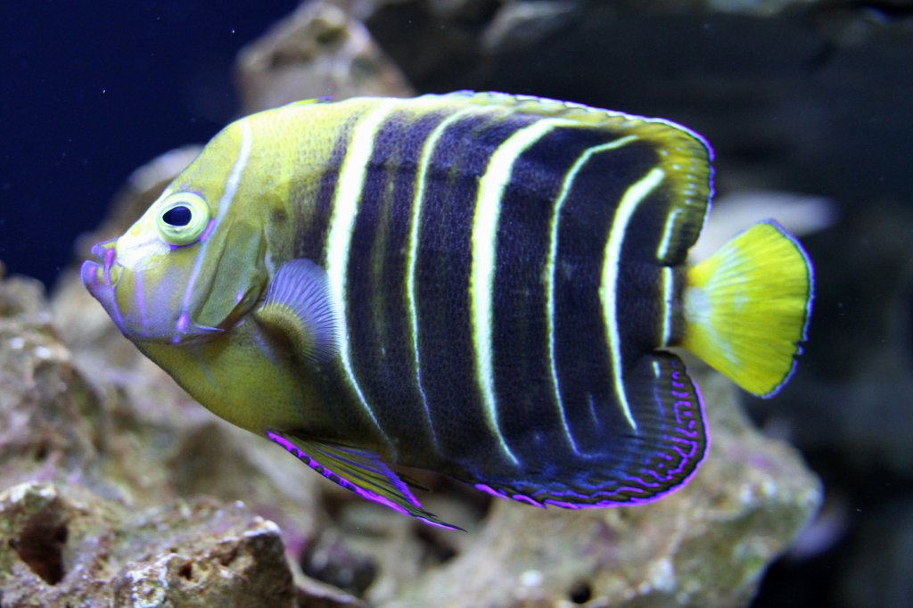 Gelbschwanz-Kaiserfisch (Pomacanthus chrysurus) am 23.4.2010 im Meeresaquarium Zella-Mehlis.