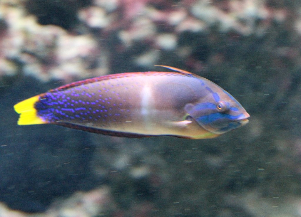 Gelbschwanzjunker (Coris gaimard) am 12.3.2010 im Zooaquarium Berlin.