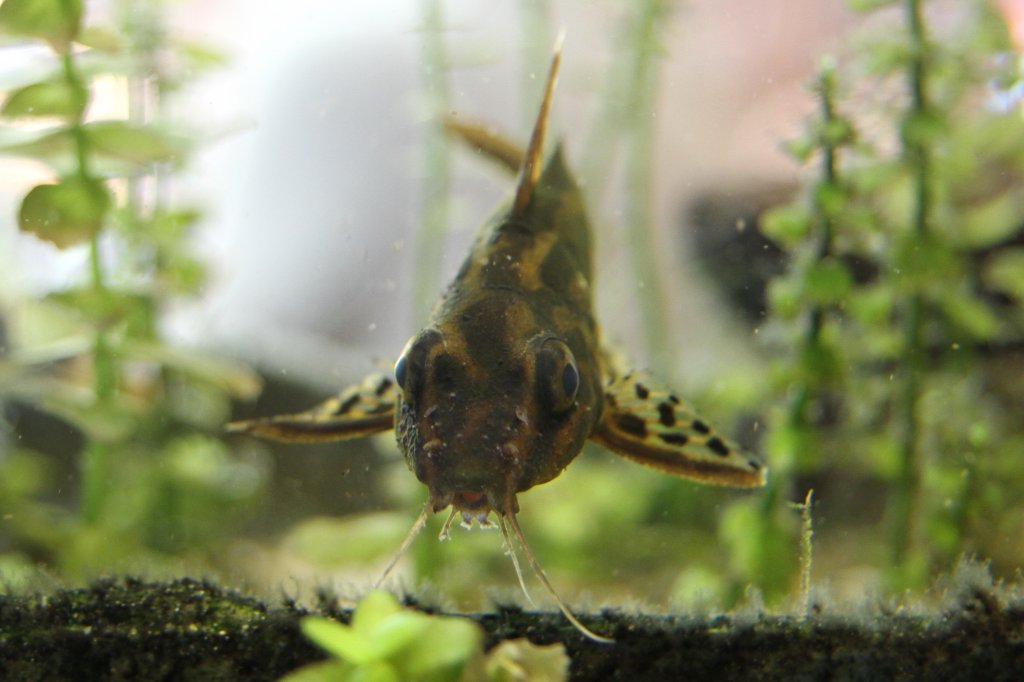 Gelbstreifen-Fiederbartwels (Synodontis flavitaeniatus) am 18.4.2010 im Tierpark Berlin.