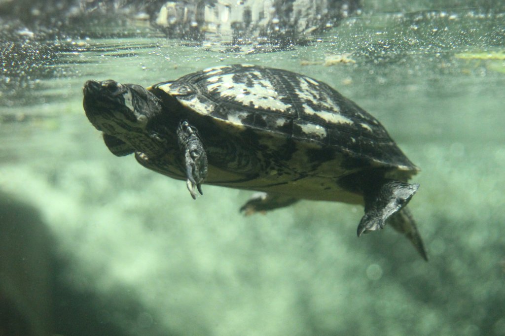 Gelbwangen-Schmuckschildkrte (Trachemys scripta scripta) am 23.4.2010 im Meeresaquarium Zella-Mehlis.