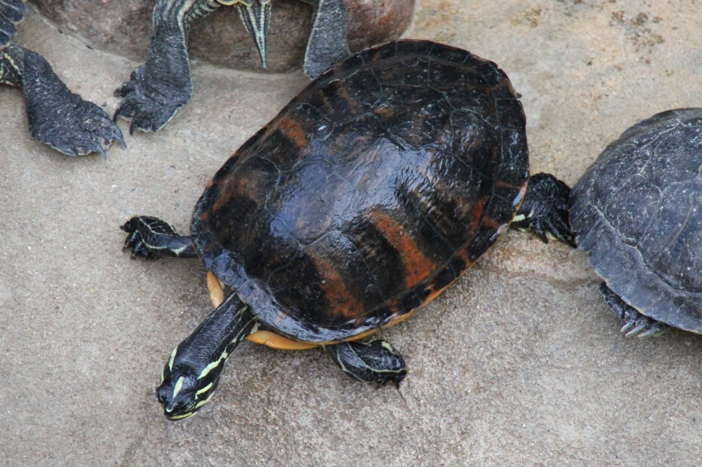 Gelbwangen-Schmuckschildkrte (Trachemys scripta scripta) im Tierpark Berlin.