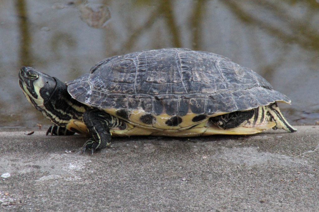 Gelbwangen-Schmuckschildkrte (Trachemys scripta scripta) im Tierpark Berlin.
 
