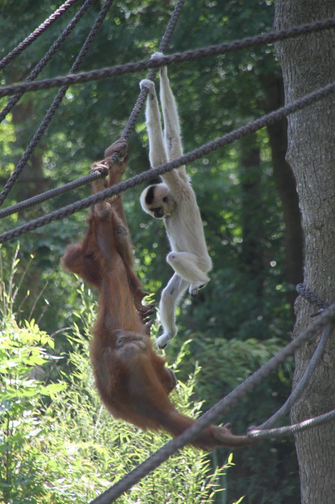 Gelbwangengibbon (Nomascus gabriellae) und Sumatra-Orang-Utan (Pongo abelii) bei einem Kletterwettstreit am 27.6.2010 im Leipziger Zoo.
