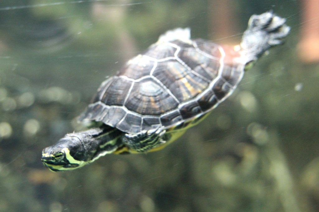 Gelbwangenschmuckschildkrte (Tracheyms scripta scripta) am 12.3.2010 im Zooaquarium Berlin.