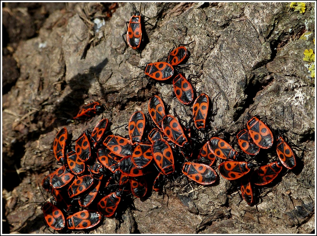 Gemeine Feuerwanzen (Pyrrhocoris apterus) auf Massenwanderung an einem alten Baumstamm. 09.03.2012 (Jeanny)